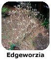 Edgeworzia